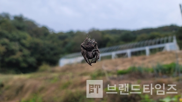 왕거미의 겨울 준비/사진=브랜드타임즈