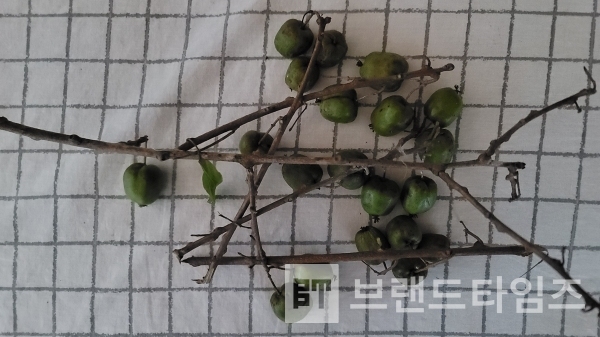 야생 머루/사진=브랜드타임즈®