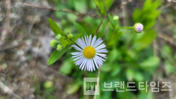 가을에 들국화/사진=브랜드타임즈
