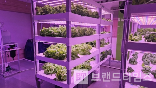 말라이카 스마트팜 카페 식물재배기/사진=이암허브