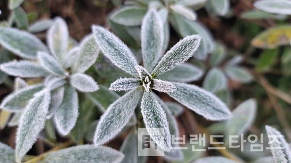 눈 대신 서리가 내린 소설(小雪)/사진=브랜드타임즈®