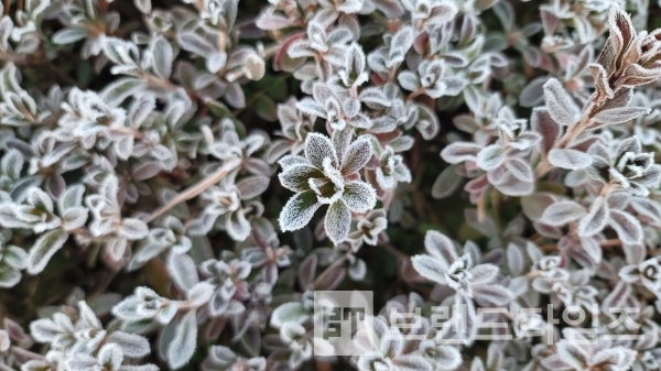 눈 대신 서리가 내린 소설(小雪)/사진=브랜드타임즈®
