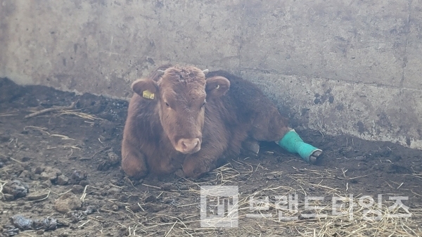 13개월 암컷 횡성한우의 갑작스런 부상/사진=브랜드타임즈