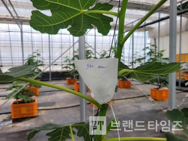 무화과 총채벌레 피해 예방 제품 기찬충이망®/사진=영암군